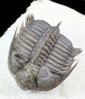 Spiny Tower-Eyed Erbenochile Trilobite - #31096-2